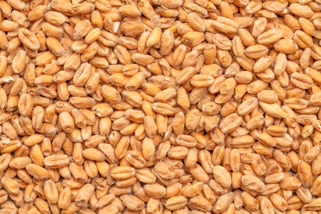 Best Heidelberg Wheat Malt 55 Lb / 25 Kg