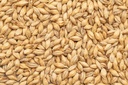 [BZ-PILS-1KG] BEST Pilsen Malt 1 Kg