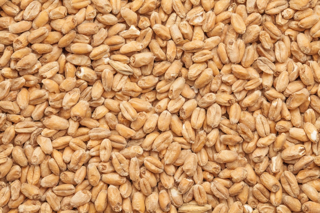 BEST Wheat Malt 1 Kg